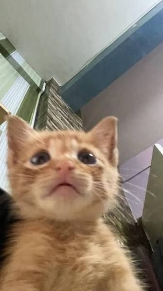 TikTok Shop